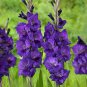 Big Violet Gladiolus Bonsai Garden Plants Potted Flowers Orchids Purple 200 Seeds