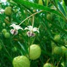 sclepias Physocarpa Bonsai Balloon Flower Gomphocarpus Fruticosus Bonsai 20 Seeds