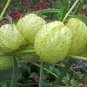 sclepias Physocarpa Bonsai Balloon Flower Gomphocarpus Fruticosus Bonsai 20 Seeds