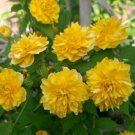 Rare Kerria Japonica -Bonsai Flower Plant 100 Seeds
