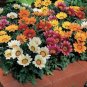 Gorgeous Gazania Rigens Bonsa 200 Seeds