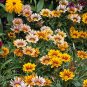 Gorgeous Gazania Rigens Bonsa 200 Seeds
