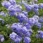 Plumbago Auriculata Bonsai Exotic Perennial Flowers Bonsai 200 Seeds