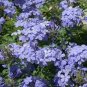 Plumbago Auriculata Bonsai Exotic Perennial Flowers Bonsai 200 Seeds