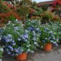 Plumbago Auriculata Bonsai Exotic Perennial Flowers Bonsai 200 Seeds