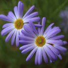 Gerbera Daisy Bonsai New Hybrids, Mixed Flower Pot Bonsai Plants 200 Seeds