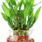 Rainbow Lucky Bamboo Bonsai Small Potted Plants Purify Dracaena Plantas 80 Seeds