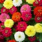 Mixed Zinnia Bonsai Pretty Pastel Colors Perennial Bonsai 400 Seeds