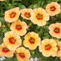 Mini Calibrchoa Million Bells Annual Flower Bonsai 200 Seeds