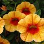 Mini Calibrchoa Million Bells Annual Flower Bonsai 200 Seeds