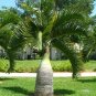 Bottle Palm Flores Exotic Plants Tree Home Garden Balcony 20 Seeds