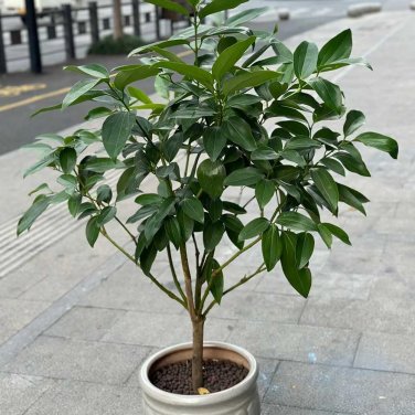 Cinnamon Bonsai Evergreen Tree Potted Plant for Home Garden 40 Seeds