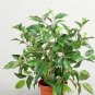 Cinnamon Bonsai Evergreen Tree Potted Plant for Home Garden 40 Seeds