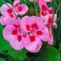 Kasuki Colorful Geranium Beautiful Garden Flower Perennial Fleur Graine 100 Seeds