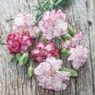 Mini Carnations Balcony Potted Plants Dianthus Caryophyllus 100 Seeds