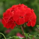Colorful Geranium Seed Beautiful Garden Flower Perennial Fleur Graine Geranium 100 Seeds