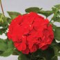 Colorful Geranium Seed Beautiful Garden Flower Perennial Fleur Graine Geranium 100 Seeds