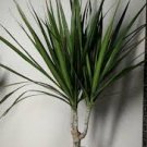 Bonsai Tree Yucca Bonsai, DIY Potted Plants 100 Seeds
