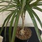 Bonsai Tree Yucca Bonsai, DIY Potted Plants 100 Seeds