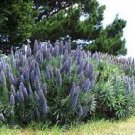 Big Outdoor Plants Pride of Madeira Bonsai - Echium Fastuosum 200 Seeds
