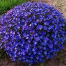 Creeping Thyme Bonsai or Blue Rock CRESS Plant 200 Seeds