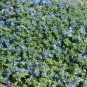 Creeping Thyme Bonsai or Blue Rock CRESS Plant 200 Seeds