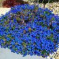 Creeping Thyme Bonsai or Blue Rock CRESS Plant 200 Seeds