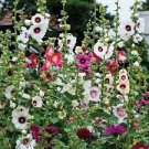 Double Hollyhock Flower Bonsai 200 Seeds