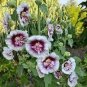 Double Hollyhock Flower Bonsai 200 Seeds