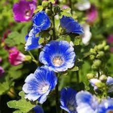 Double Hollyhock Flower Bonsai, Mixed Perennial Home Garden Decoration Rare Potted 200 Seeds