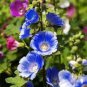 Double Hollyhock Flower Bonsai, Mixed Perennial Home Garden Decoration Rare Potted 200 Seeds