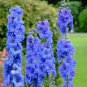 Double Hollyhock Flower Bonsai, Mixed Perennial Home Garden Decoration Rare Potted 200 Seeds