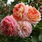 Creepers Flowers Rosa,Polyantha Rose, Chinese Flower,Climbing Roses 200 Seeds