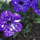 Petenia Bonsai Seeds, Mini Seed Flower 200 Seeds