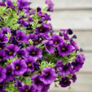 Mini Calibrchoa Million Bells Annual Flower Bonsai Vary Colors 200 Seeds