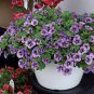 Mini Calibrchoa Million Bells Annual Flower Bonsai Vary Colors 200 Seeds