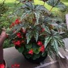 Beautiful Begonia,Rare Begonia Bonsai Flower Flowers Potted Begonia Plants 120 Seeds