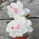 Zygocactus Truncatus Plants Rare Schlumbergera Plants Orchid Bonsai Plants 400 Seeds