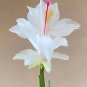 Zygocactus Truncatus Plants Rare Schlumbergera Plants Orchid Bonsai Plants 400 Seeds