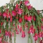 Zygocactus Truncatus Plants Rare Schlumbergera Plants Orchid Bonsai 400 Seeds