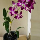 Multi Color Dendrobium Orchids Bonsai Tree 200 Seeds