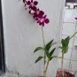 Multi Color Dendrobium Orchids Bonsai Tree 200 Seeds