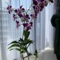 Multi Color Dendrobium Orchids Bonsai Tree 200 Seeds