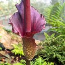 Giant Lily Voodoo Lily Plants Potted Bonsai Garden Courtyard 200 Seeds