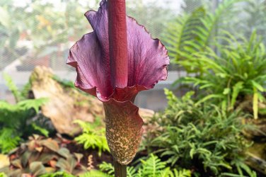 Giant Lily Voodoo Lily Plants Potted Bonsai Garden Courtyard 200 Seeds