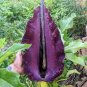Giant Lily Voodoo Lily Plants Potted Bonsai Garden Courtyard 200 Seeds