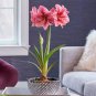 Amaryllis Bonsai Amaryllis Flower Bonsai Amaryllis Hydroponic Plants 100 Seeds