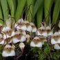 Mixed Colourful Monkey Face Orchid Plants Red Cream Potted Peru Flower Plants 10 Seeds