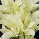 Hosta Flower Seeds Perennials white 300 Seeds