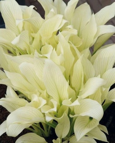 Hosta Flower Seeds Perennials white 300 Seeds